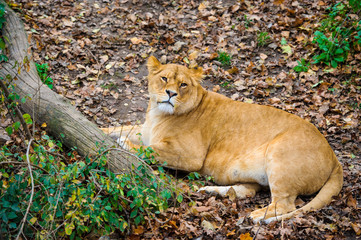 Lion