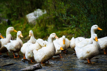 Ducks floats on water