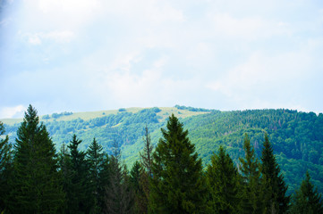 summer in the mountains. Carpathian, Ukraine, Europe.