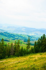summer in the mountains. Carpathian, Ukraine, Europe.