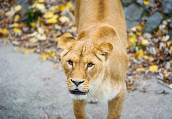 Lion