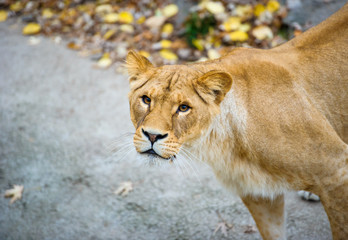 Lion