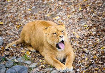 Lion