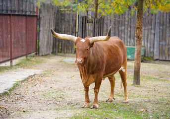 Watusi cattle