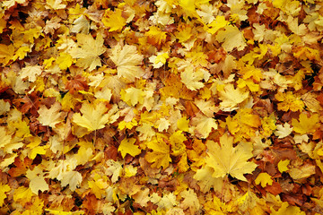 autumn leaves
