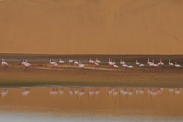 Zwergflamingos in den Wetlands von Walvisbay