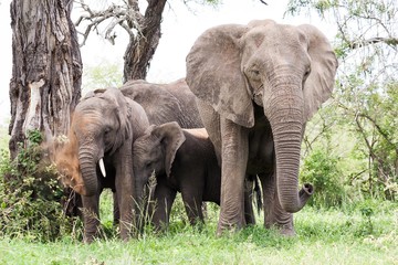 Fototapeta premium A breeding herd of wild African Elephants resting in the shade