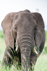 Fototapeta na wymiar A large wild African Elephant feeding on grass in the rain