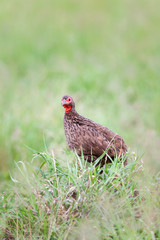 A wild Swainson'sSpurfowl bird perched on the top on an anthill
