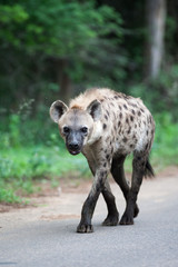 A wild Spotted Hyena walking on a tar road in rain