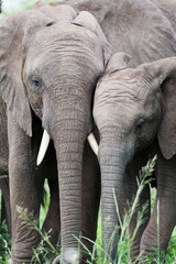 Obraz premium A pair of young wild African Elephants rubbing heads