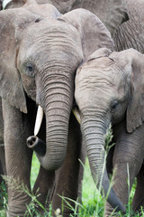 Fototapeta na wymiar A pair of young wild African Elephants rubbing heads