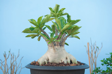Adenium obesum tree or Desert rose in flowerpot