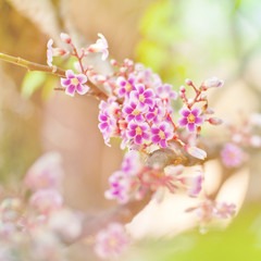 carambola, star fruit