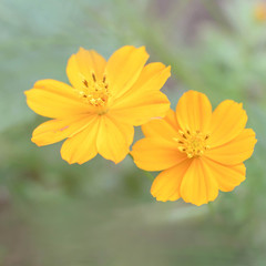 Yellow flowers background with pastel tone