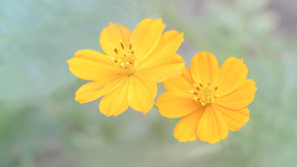 Yellow flowers background with pastel tone