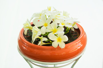 White Plumeria flower on a clay pot