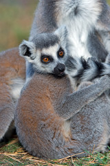 Ring-Tailed Lemur