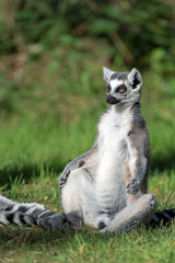 Ring-Tailed Lemur