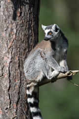 Ring-Tailed Lemur