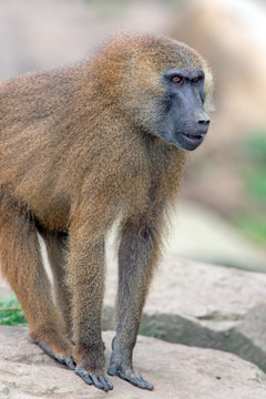 Guinea Baboon