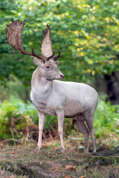 Fallow Deer © davemhuntphoto