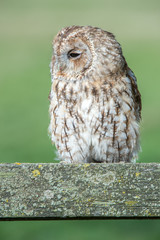 Tawny Owl