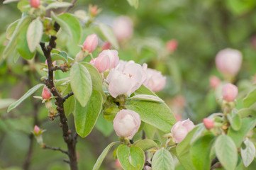 closed up the pink flower