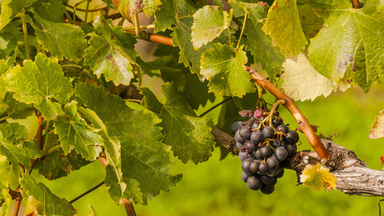 Fototapeta premium Meran, Algund, Weinrebe, Weinanbaugebiet, Südtirol, Italien