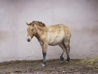 Лошадь Пржевальского