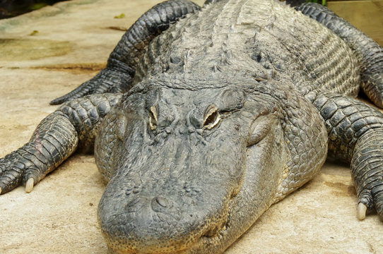 regard de crocodile
