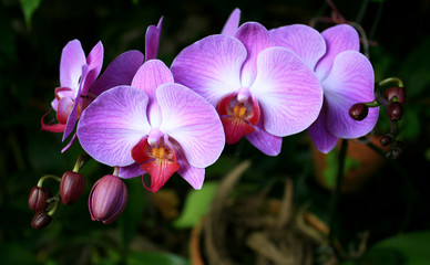 Beautiful purple orchid - phalaenopsis
