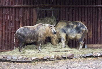 Fototapeta premium Сычуаньские такины