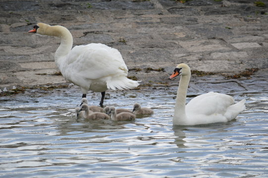 Bebe Cygne Images Browse 45 Stock Photos Vectors And Video Adobe Stock