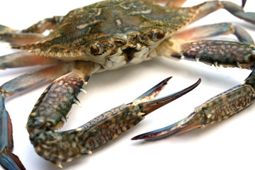 Blue crab isolated on white background
