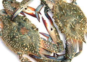 Blue crab isolated on white background