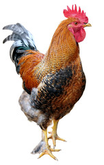 Rooster isolated on white background