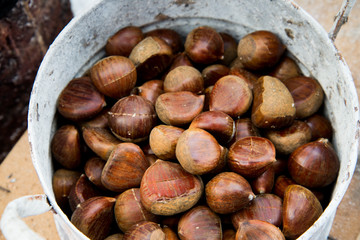 chestnuts in autumn
