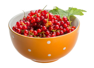 Red currant