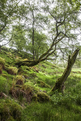 Fototapeta na wymiar Spring in green, mossy Forest, Scotland