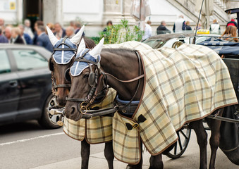 Fototapeta na wymiar Pair of horses in winter clothes carry the carriage