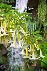 Brugmansia