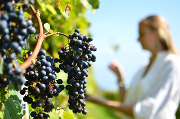Vineyards in Lavaux, Switzerland