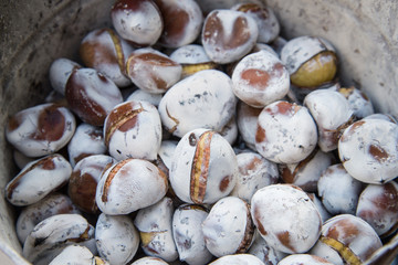 chestnuts in autumn