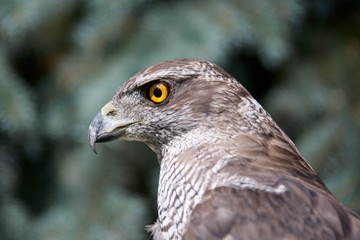 Fototapeta premium Habicht Vogel Jahres 2015