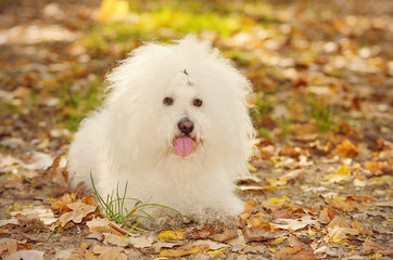 Bichon bolognese dog relax in park