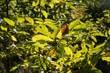 plant leaf of chestnut tree