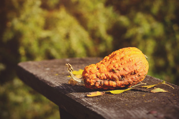 Closeup photo of a decorative pumpkin on the bench