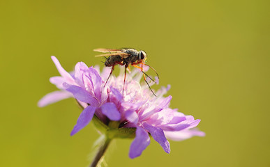 Closeup photo of a fly on flower