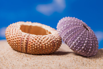 Sea Hedgehog shells  on  sand and blue sky